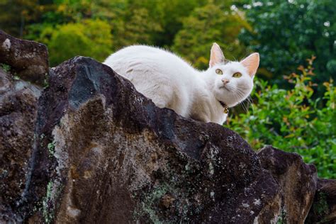 ラインの復活方法：なぜ猫は月を見つめるのか？